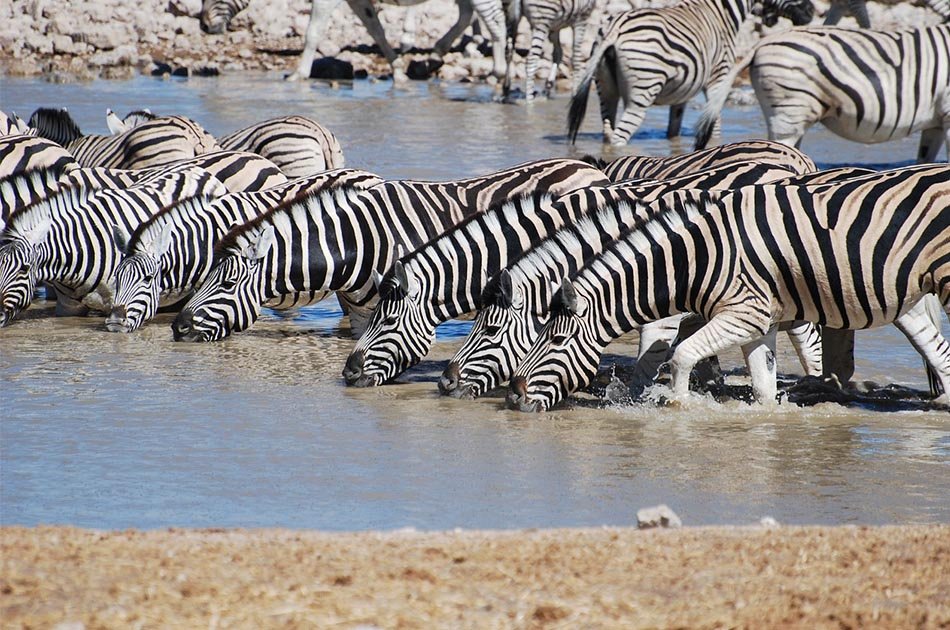 8 Days Migration of Wildbeest Safari Ngorongoro Crater/Serengeti Plains/Ndutu Area
