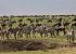 Deluxe Safari:  Discovery Wildebeest Migration Escapes Jan - Mar 