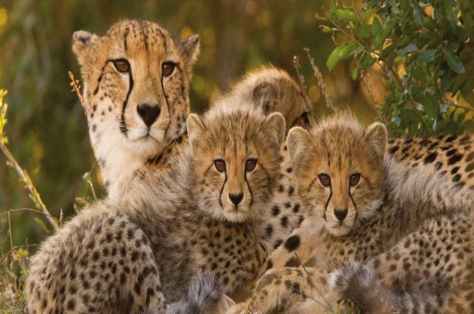 Bush to Beach 12 Days Safari Adventure