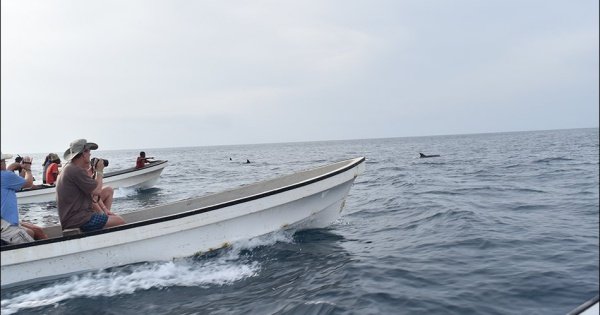 Dolphin Half Day Tour from Zanzibar