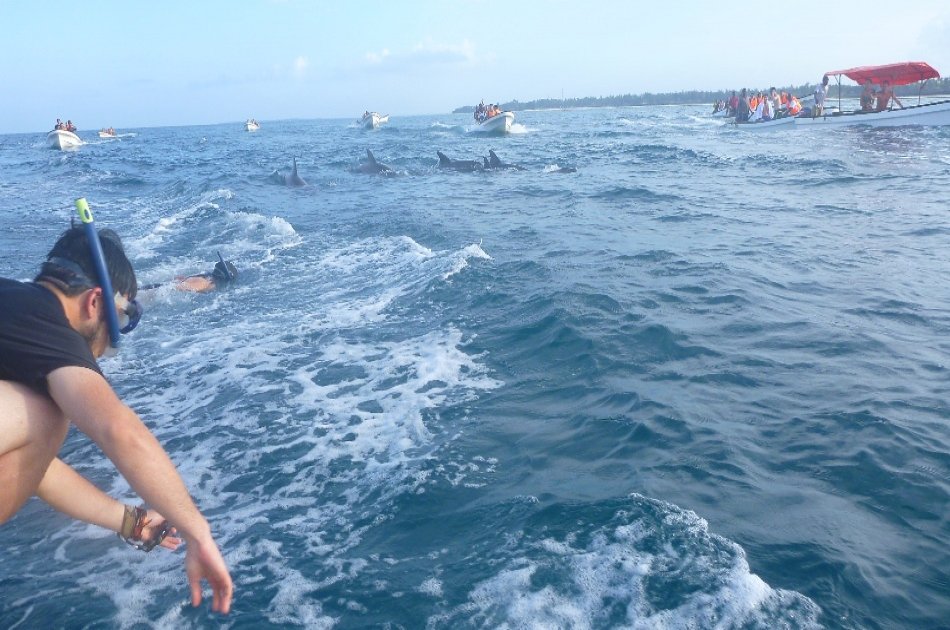 Dolphins & Jozani Forest in Zanzibar