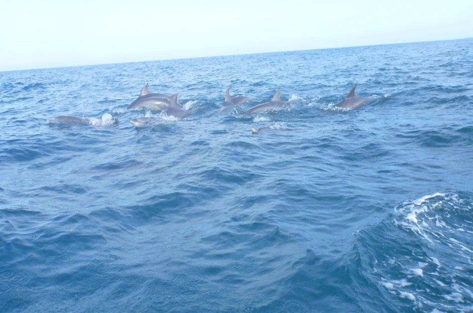 Dolphins & Jozani Forest in Zanzibar