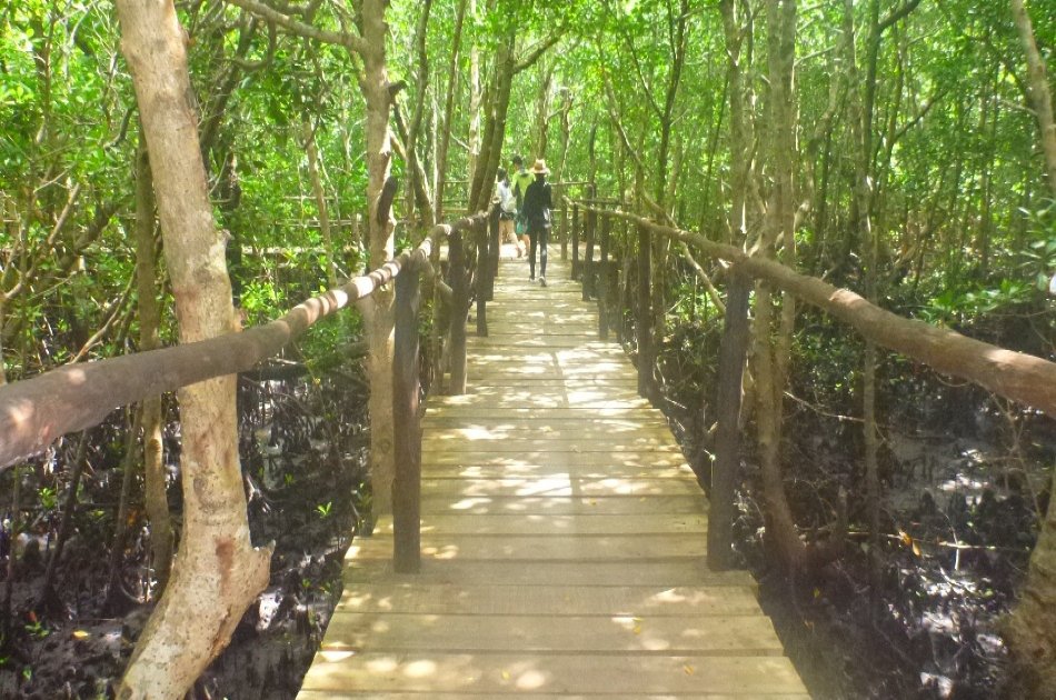 Dolphins & Jozani Forest in Zanzibar