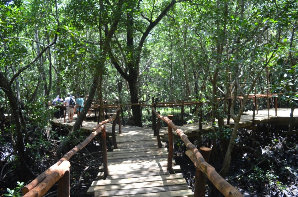 Experience Jozani Forest on a 3 Hr Safari Tour in Zanzibar