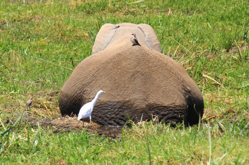 From the Peak of Kilimanjaro, Head to the Bush and Beach 8 Day Tour