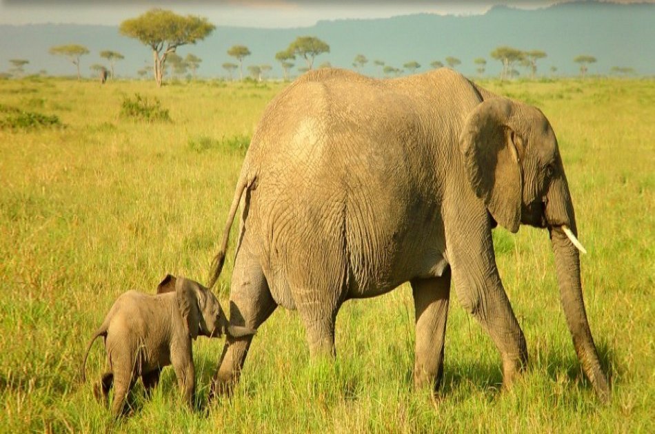 From the Peak of Kilimanjaro, Head to the Bush and Beach 8 Day Tour