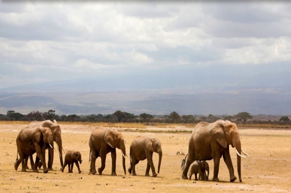 From the Peak of Kilimanjaro, Head to the Bush and Beach 8 Day Tour