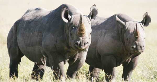 Great Migration Safari 4 Day Tour From Arusha To Serengeti National Park