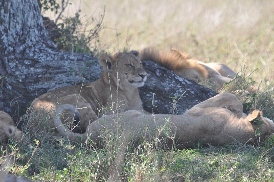 Great Migration Safari 4 Day Tour From Arusha To Serengeti National Park
