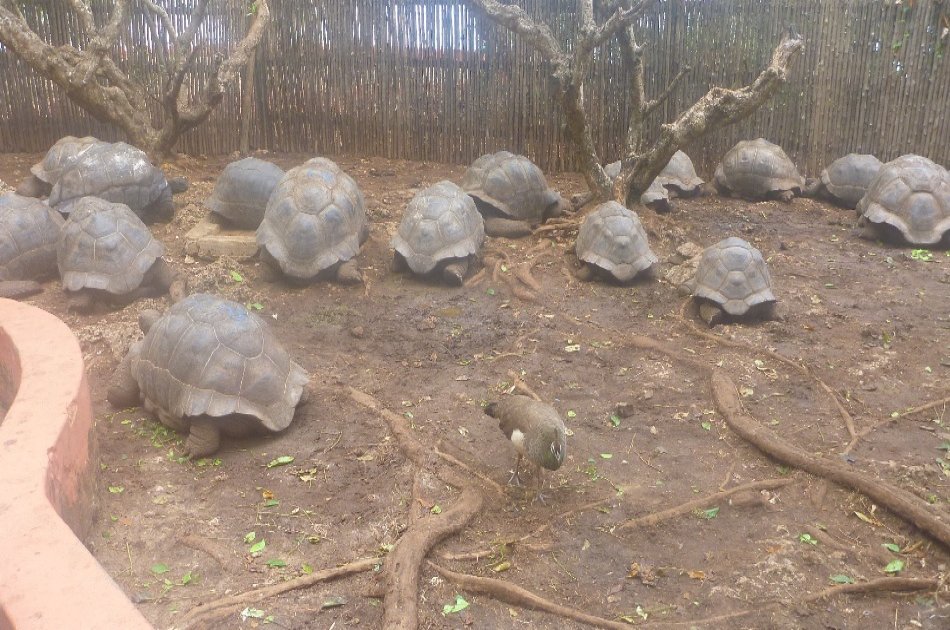 Group Tour to Stone Town & Prison Island in Zanzibar