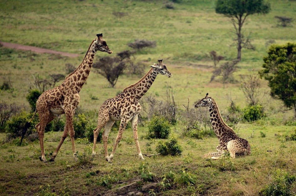 One Day Private Safari to Arusha National Park
