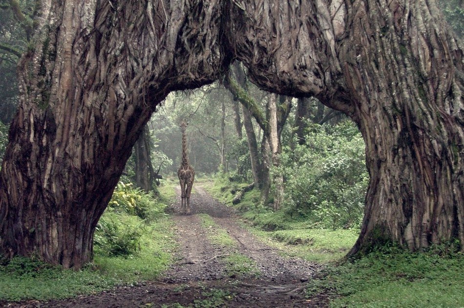 One Day Private Safari to Arusha National Park