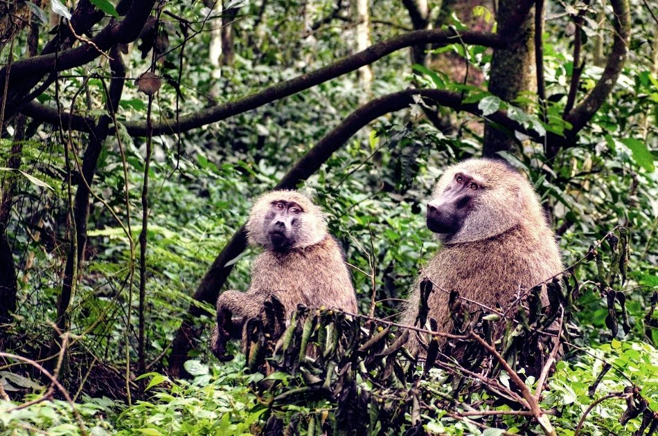 One Day Private Safari to Arusha National Park