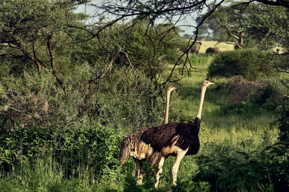 One Day Private Safari to Arusha National Park