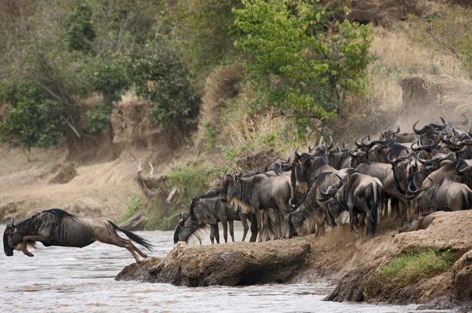 Serengeti Great Migration 10 Day Safari