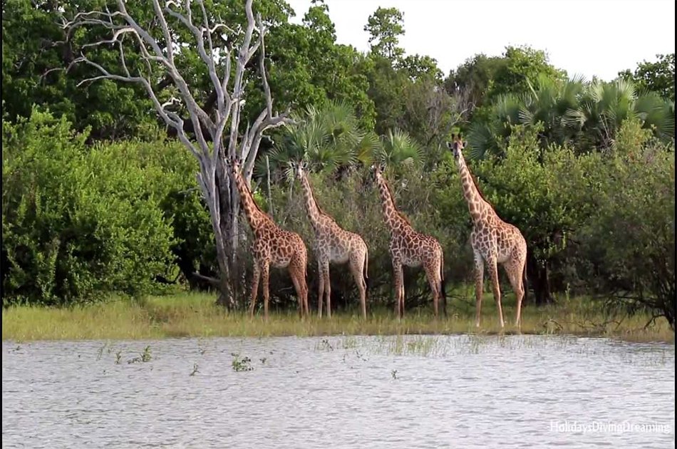 Tanzania 2 Days / 1 Night Safari in Mikumi National Park