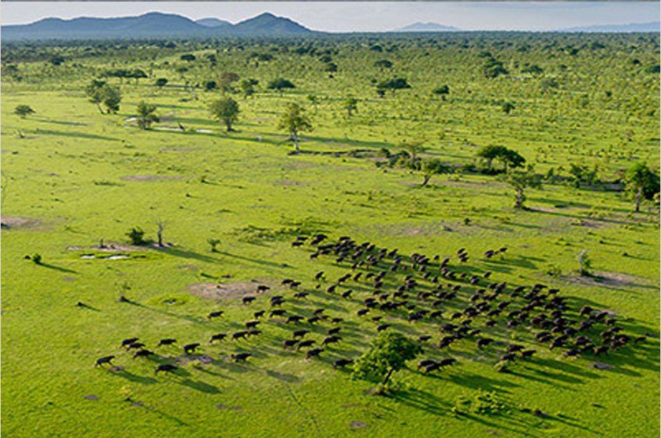 Tanzania 2 Days / 1 Night Safari in Mikumi National Park