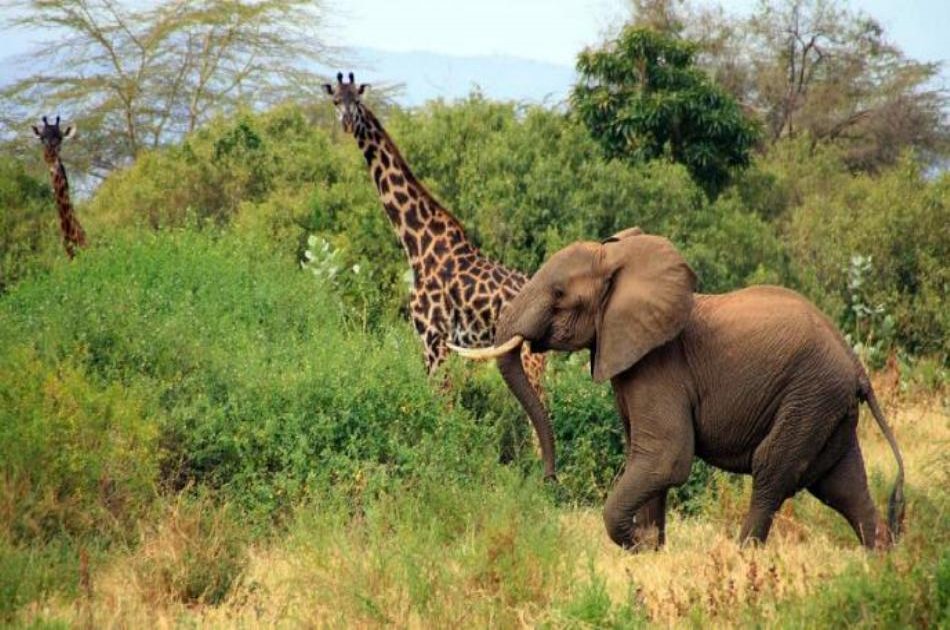 Tanzania Classic Safari Adventure