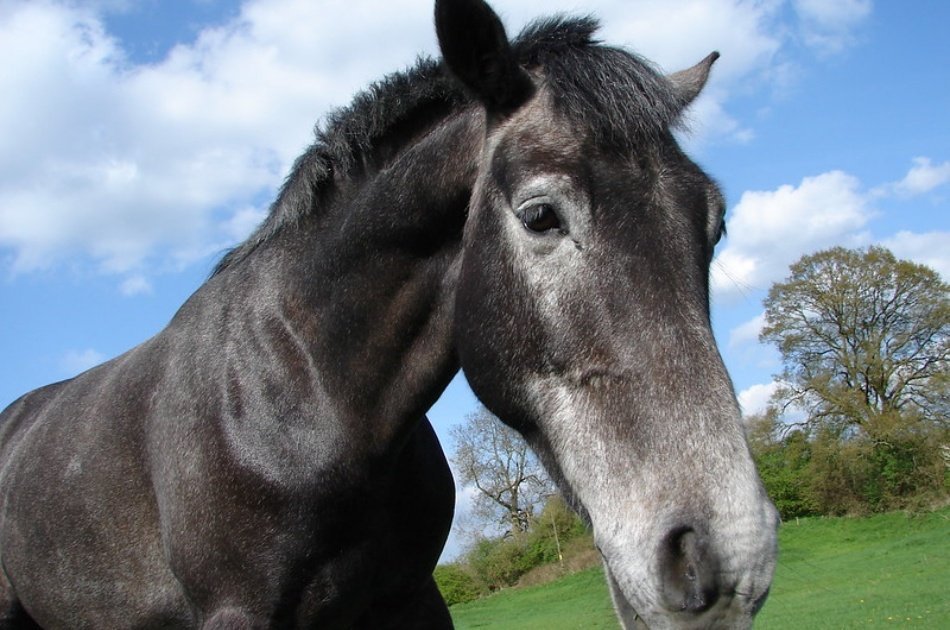 Kusadasi Horse Safari Tour For an Unforgettable Experience