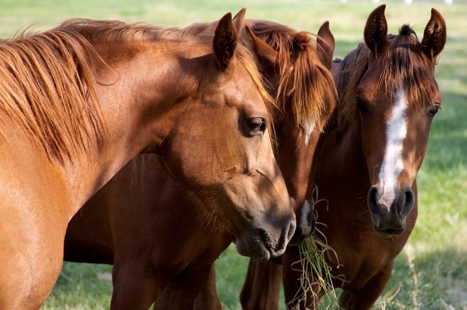 Kusadasi Horse Safari Tour For an Unforgettable Experience