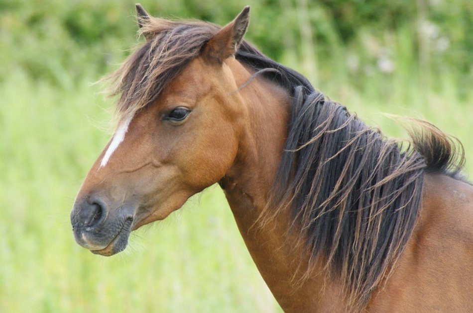 Kusadasi Horse Safari Tour For an Unforgettable Experience