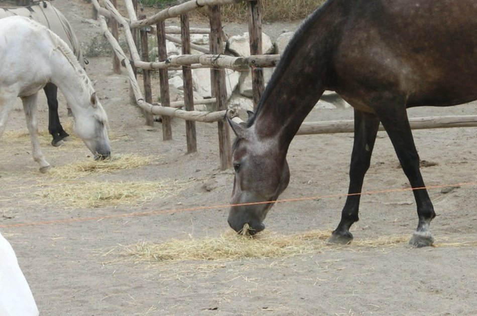 Kusadasi Horse Safari Tour For an Unforgettable Experience