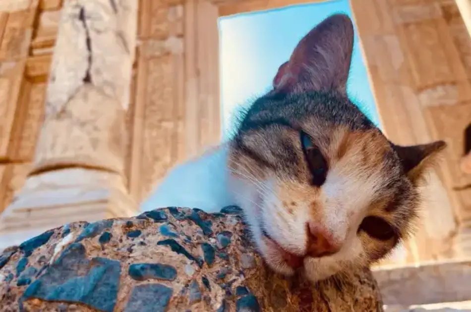 Magnificent Ephesus Tour from Izmir Cruise Port or Izmir Airport