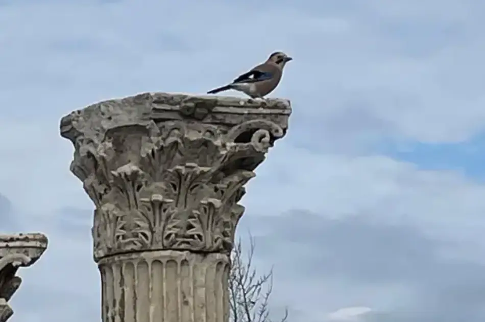 Magnificent Ephesus Tour from Izmir Cruise Port or Izmir Airport