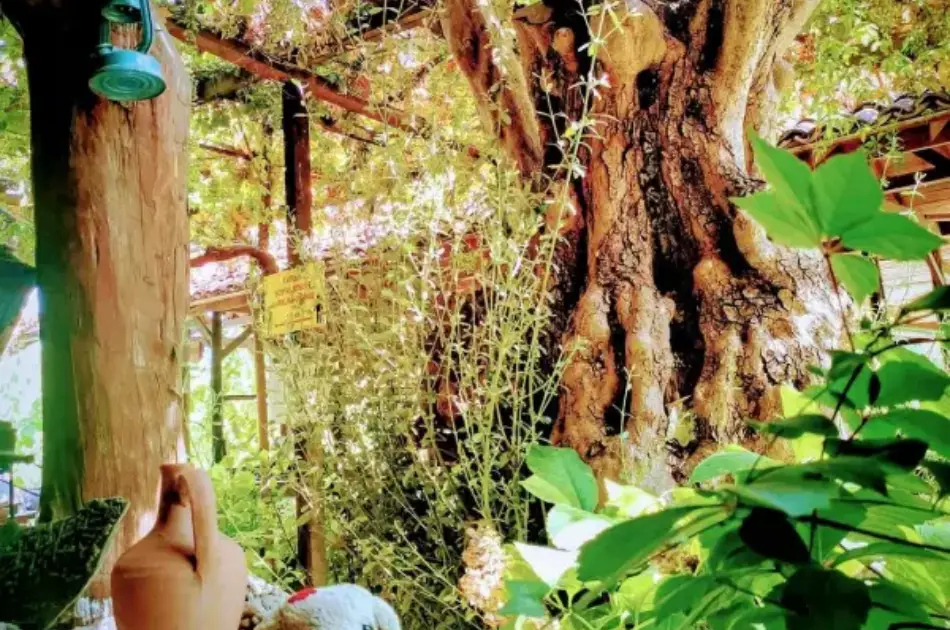 Private Ephesus & Virgin Mary House Tour From Izmir