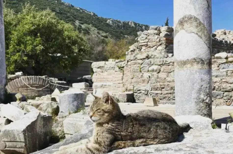 Private Ephesus Tour From Bodrum With Return to Kusadasi