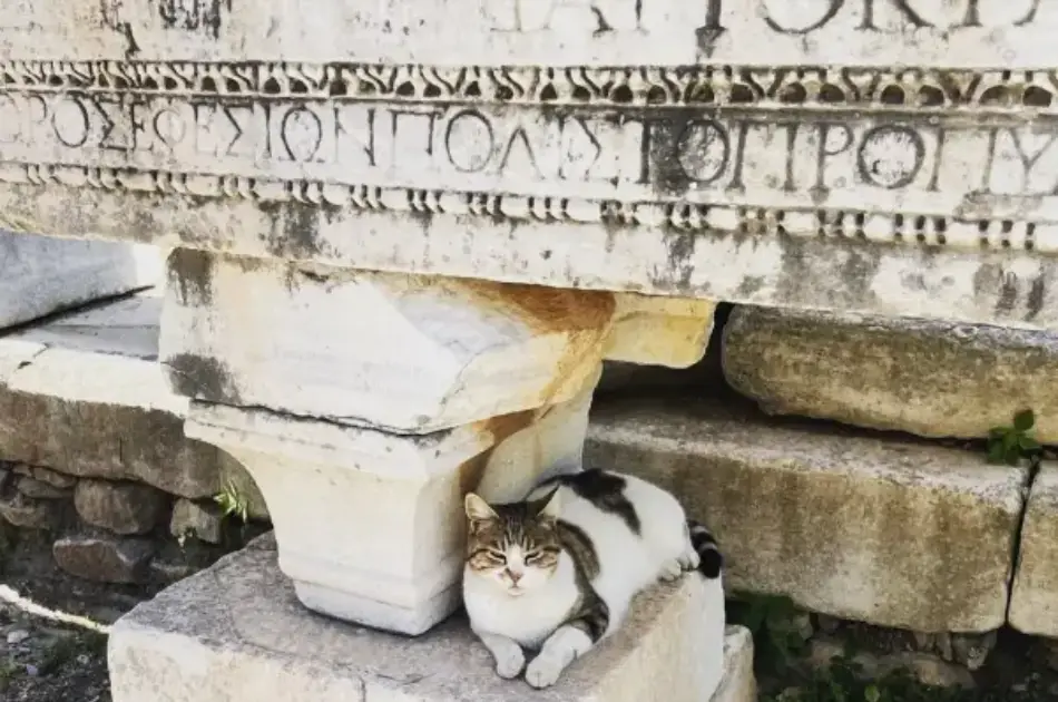 Private Ephesus Tour From Bodrum With Return to Kusadasi