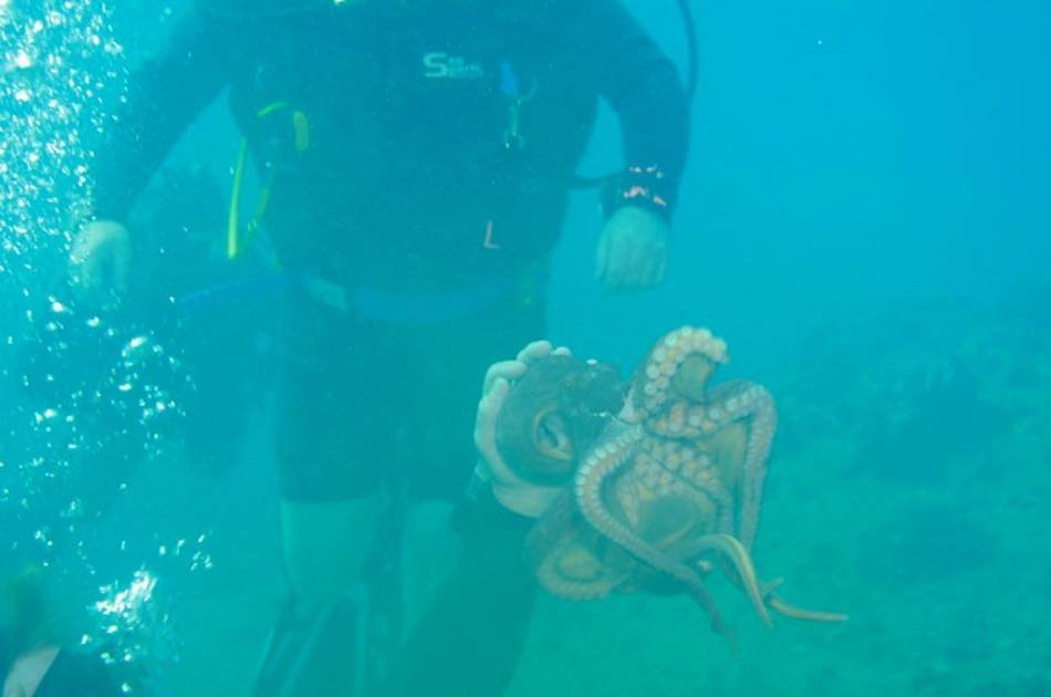 See the Underwater World on a Scuba Diving Tour from Kemer, Side and Alanya