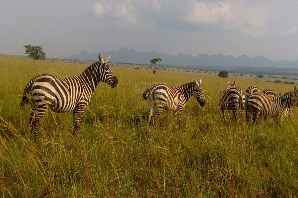 11 Days Classic Wildlife Of Uganda Tour