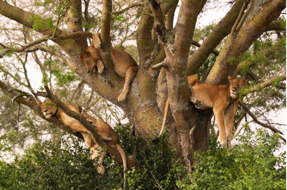 11 Days Uganda And Rwanda Private Safari Tour