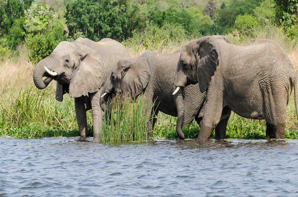11 Days Uganda And Rwanda Private Safari Tour