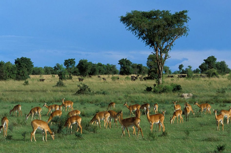 11 Days Uganda And Rwanda Private Safari Tour