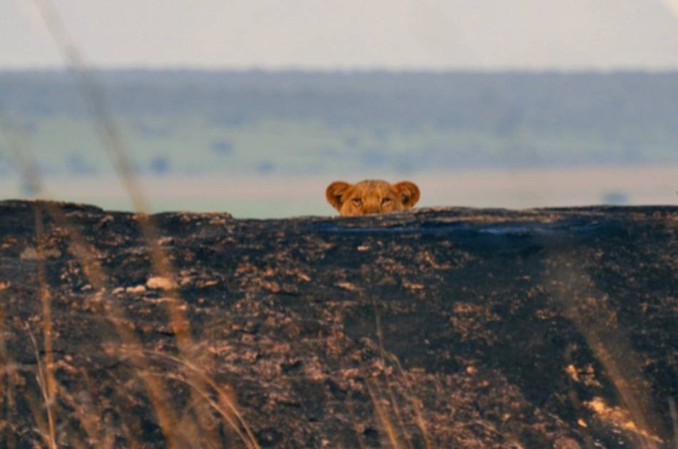 13 Day Gorilla and Safari Tour