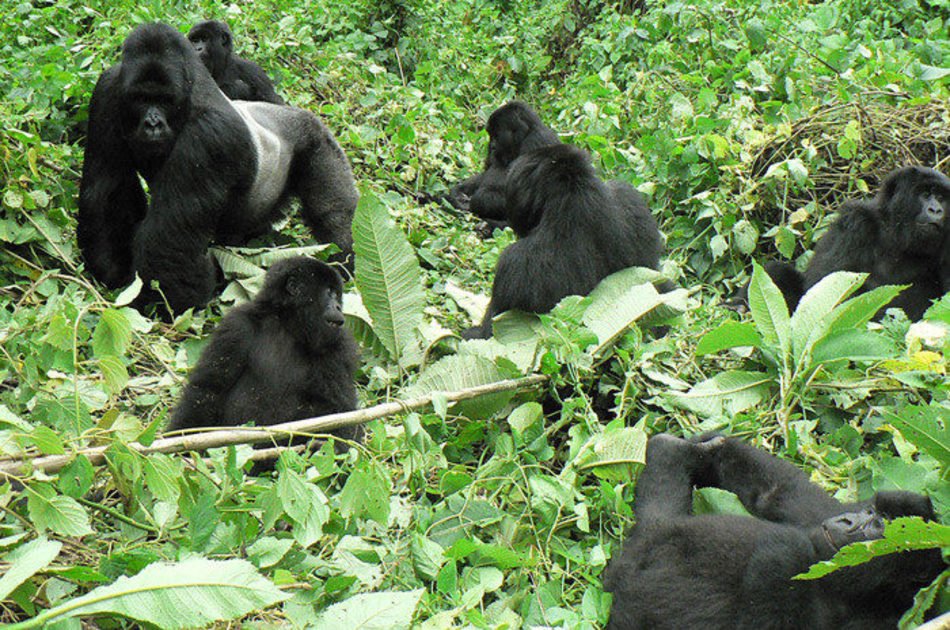 3 Day Gorilla Tracking in Bwindi from Kigali