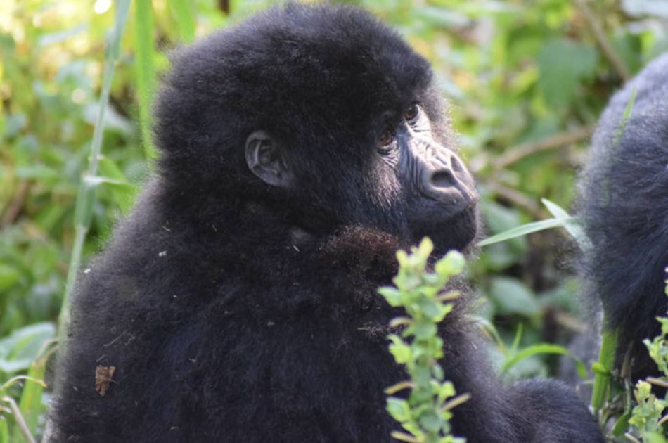 3 Day Gorilla Tracking in Bwindi from Kigali