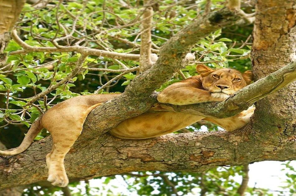 3 Day Guided Tour to Queen Elizabeth National Park