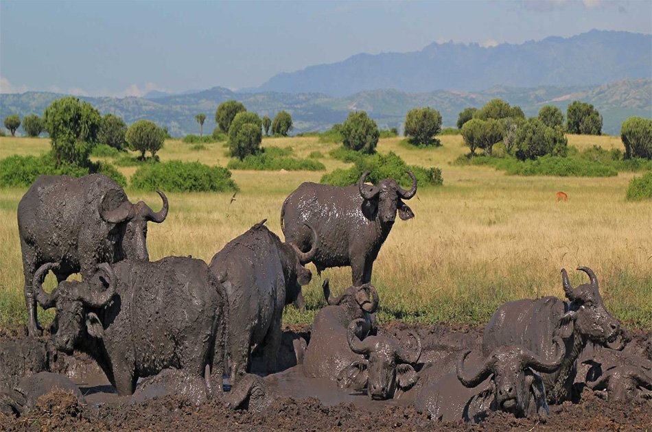 3-Day Queen Elizabeth Uganda Safari Tour