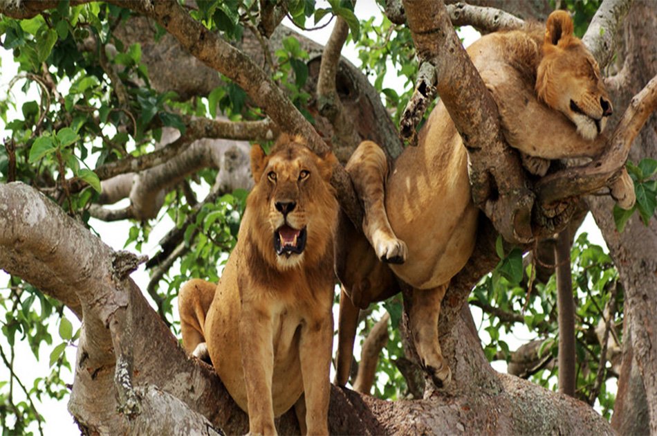 3-Day Queen Elizabeth Uganda Safari Tour