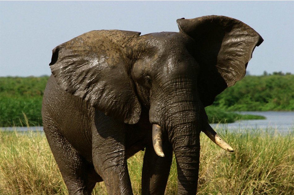 3-Day Queen Elizabeth Uganda Safari Tour