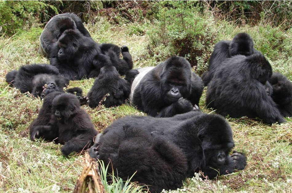4 Days Bwindi Safari Tour