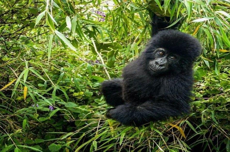 5 Day Gorilla Trekking, Big 5 & Big Cats in Uganda