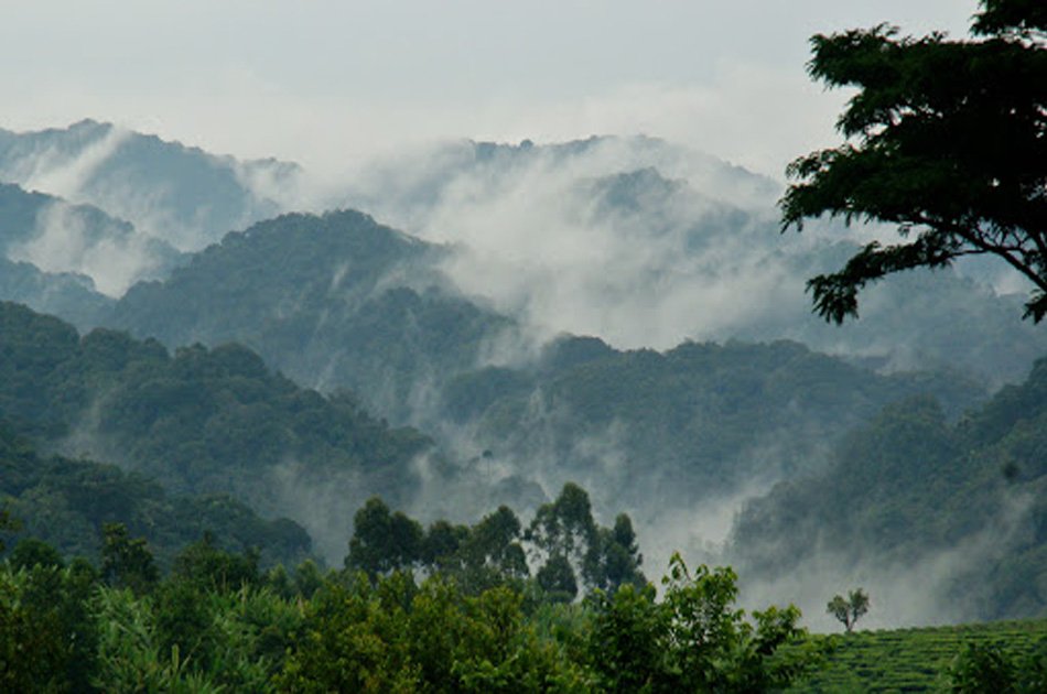 5-Day Private Tour Of Kibale And Bwindi Impenetrable National Park