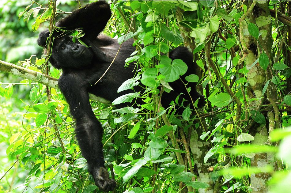 5-Day Private Tour Of Kibale And Bwindi Impenetrable National Park