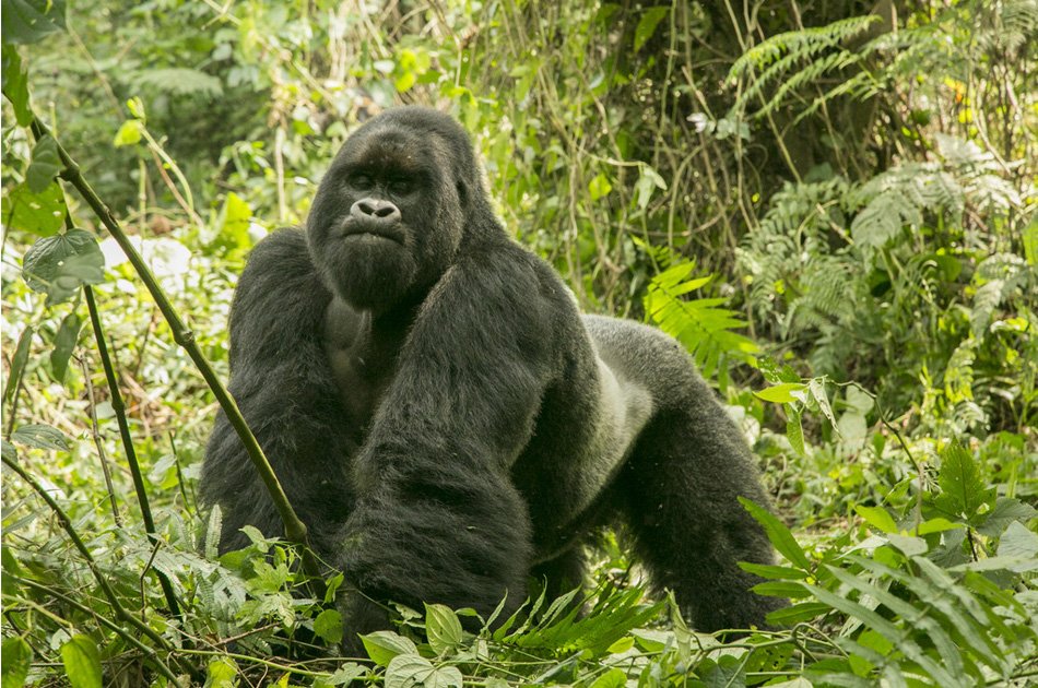 5 Days Bwindi, Lake Bunyonyi And Lake Mburo