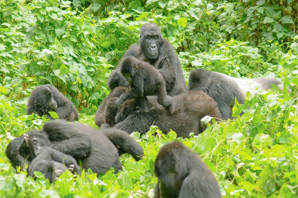 6-day Private Uganda Primate Explorer