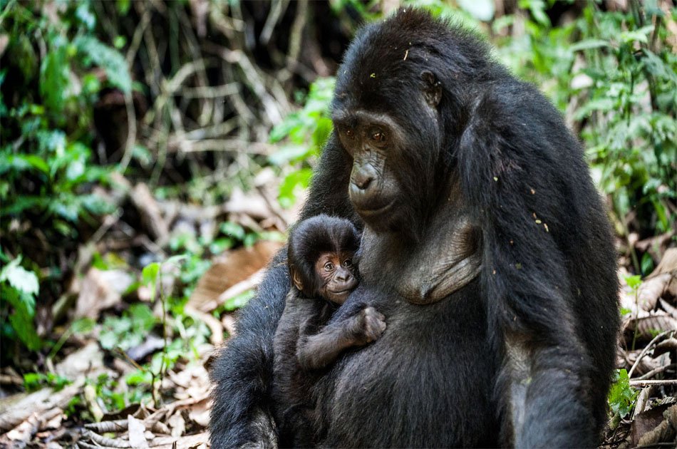 6-day Private Uganda Primate Explorer